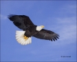 Alaska;Kenai-Peninsula;Bald-Eagle;Flight;Haliaeetus-leucocephalus;flying-bird;on